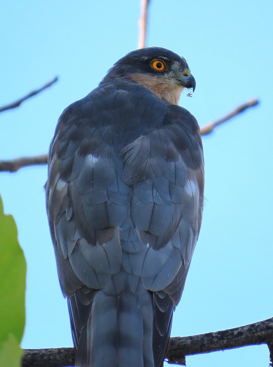 Eurasian Sparrowhawk - ML640647861