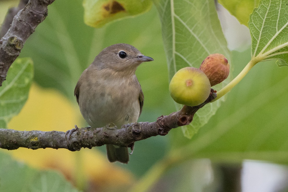 Garden Warbler - ML640647862