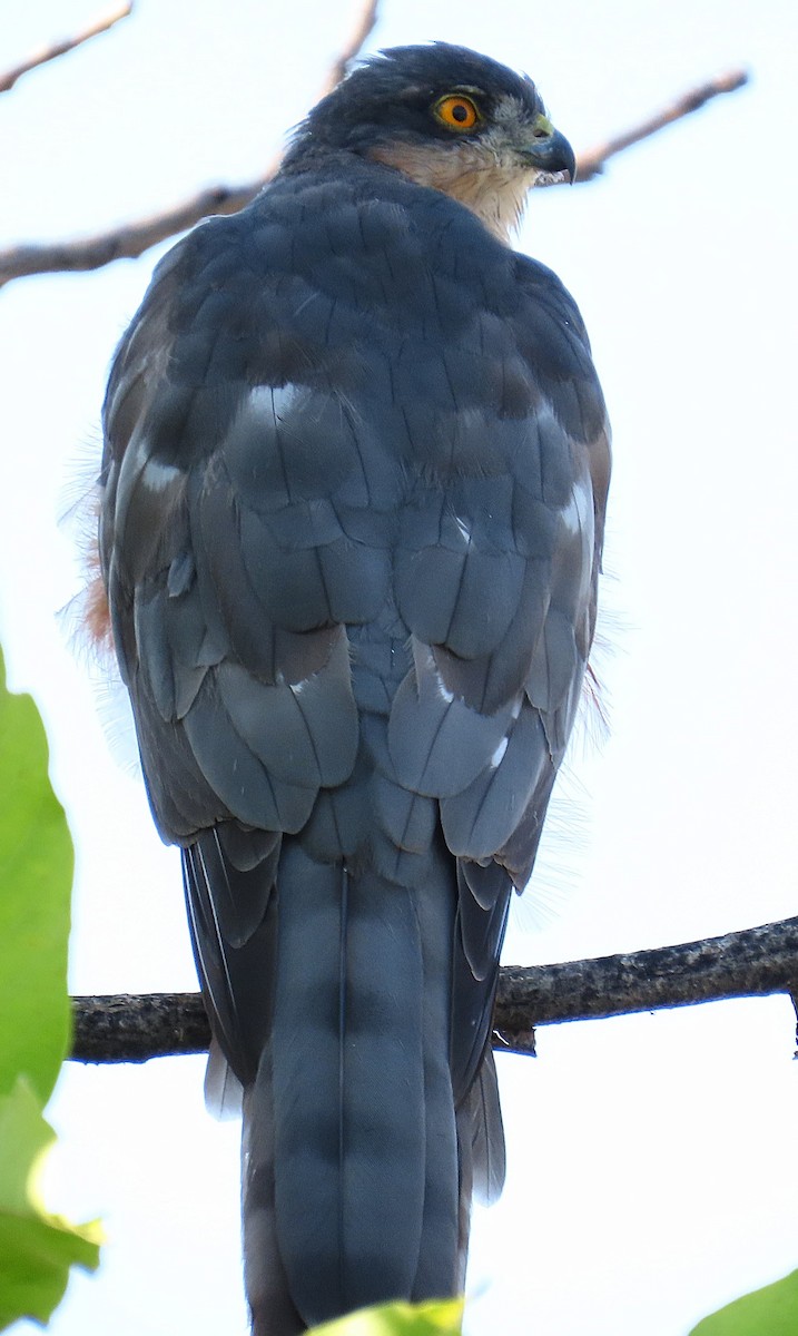 Eurasian Sparrowhawk - ML640647865