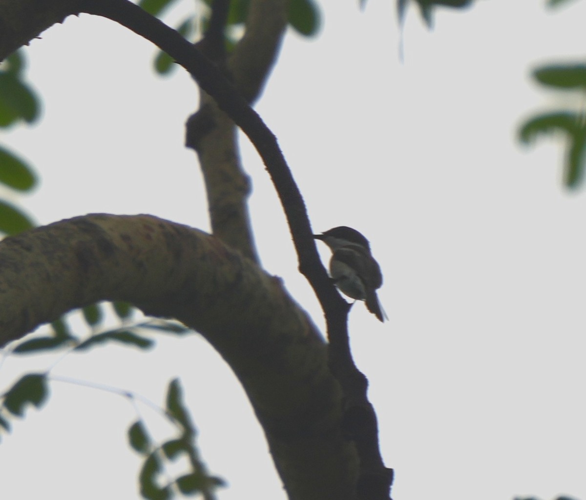 Личинколюб білокрилий - ML640647878