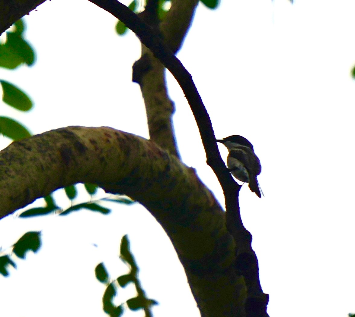 Личинколюб білокрилий - ML640647879