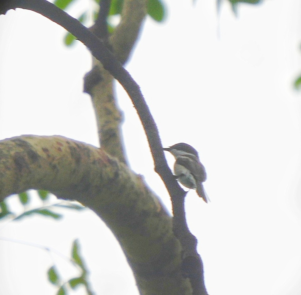 Личинколюб білокрилий - ML640647880