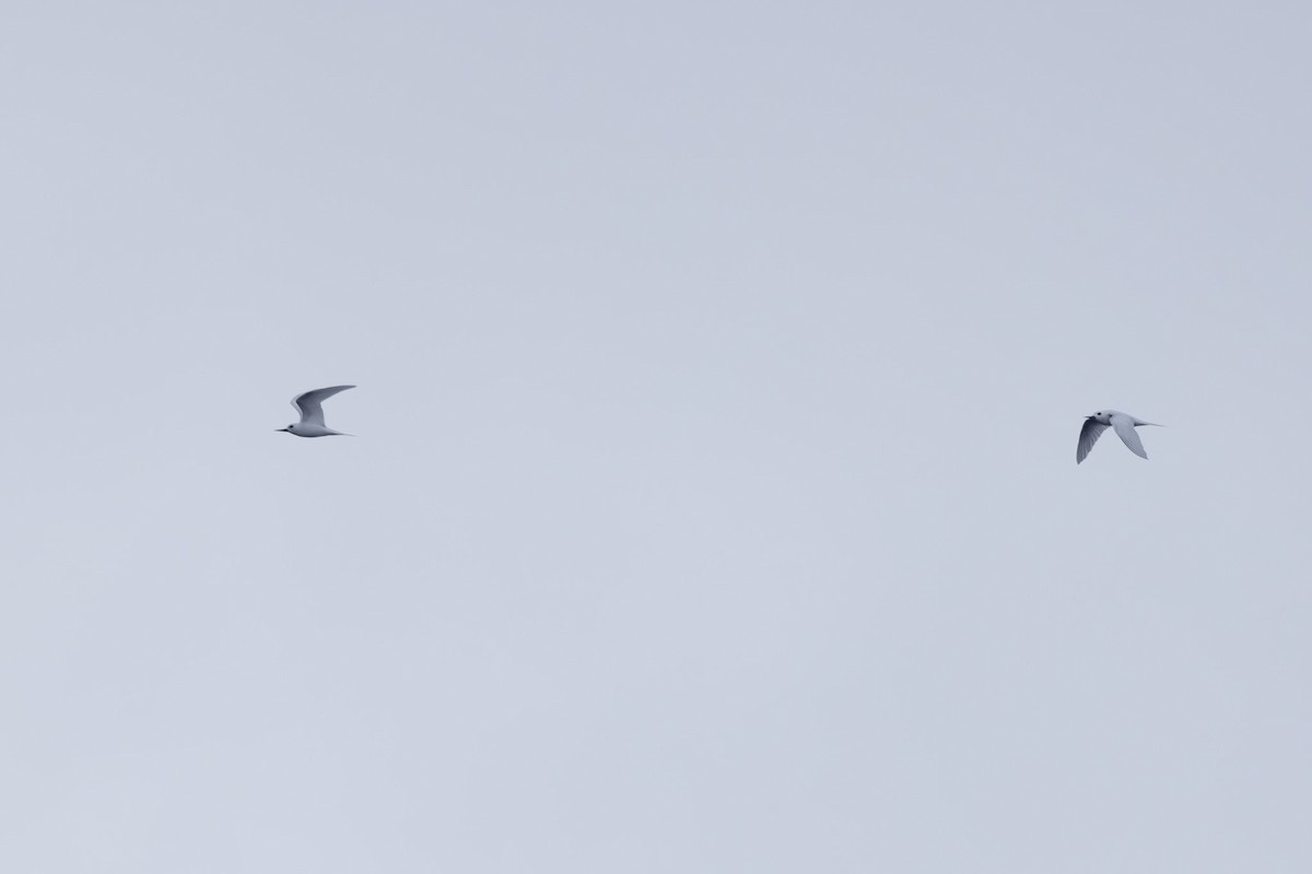White Tern - ML640647929