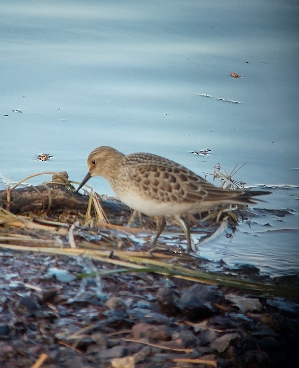 Baird's Sandpiper - ML640647933