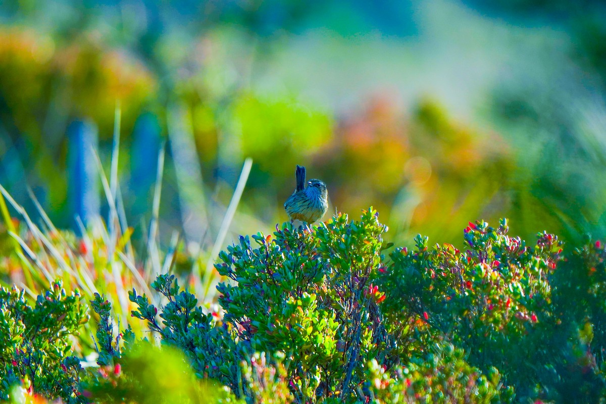 Striated Fieldwren - ML640647960