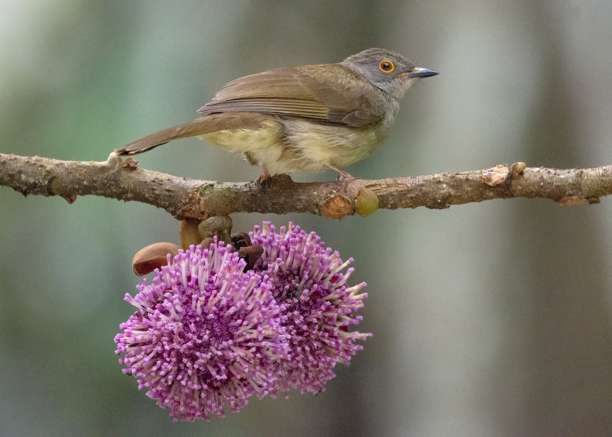 Spectacled Bulbul - ML640647991