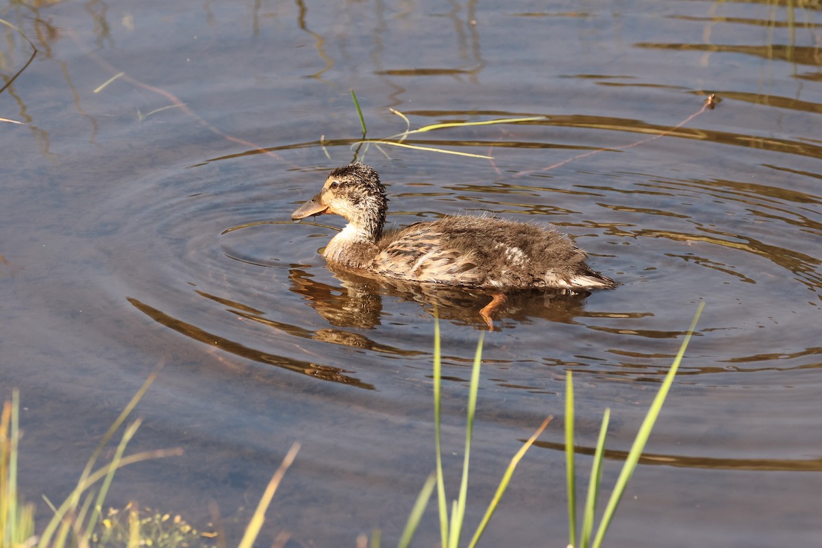 dabbling duck sp. - ML640648015