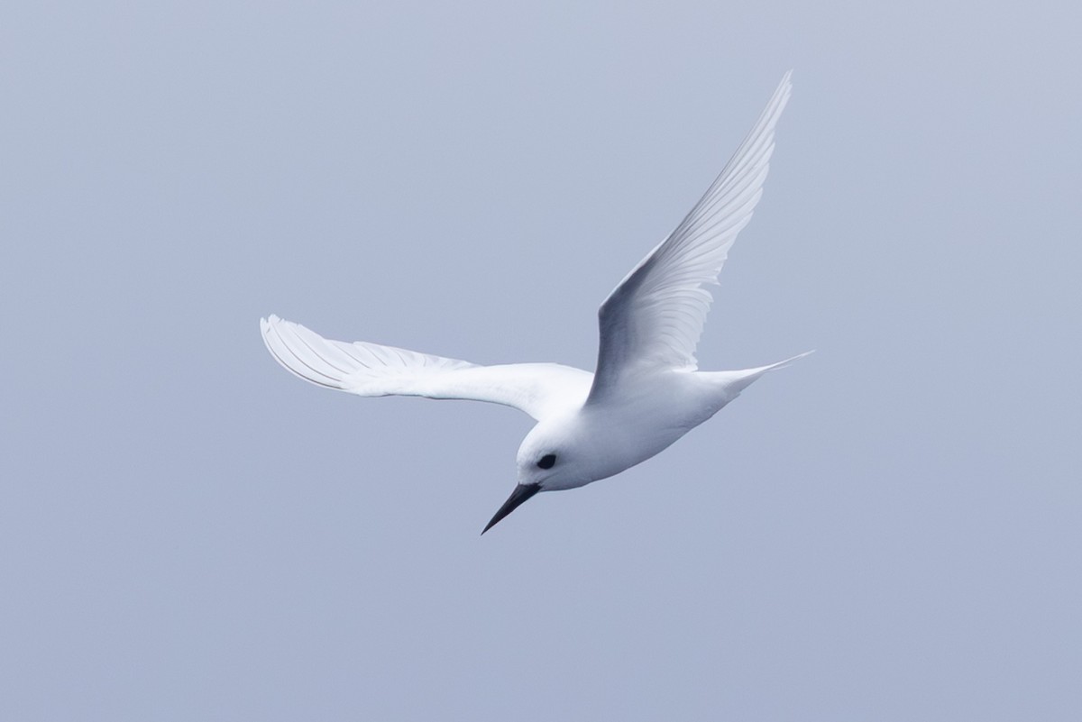 White Tern - ML640648016