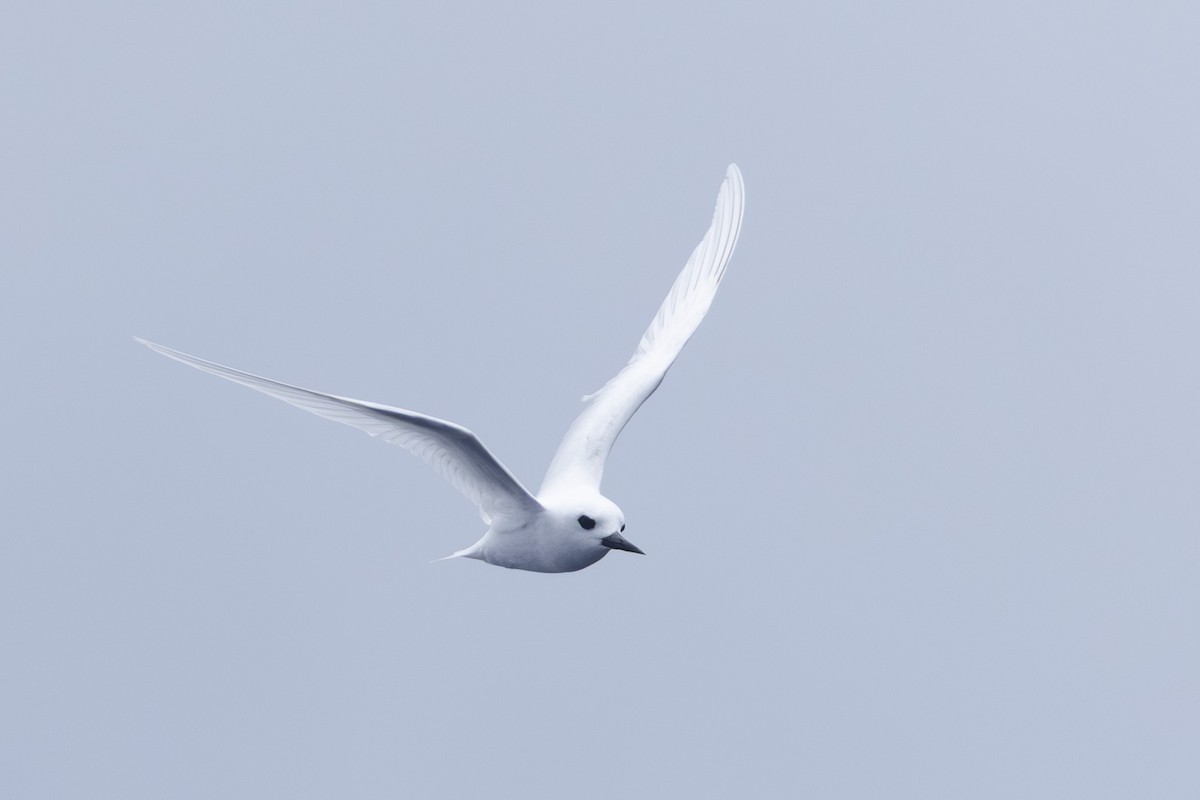 White Tern - ML640648017