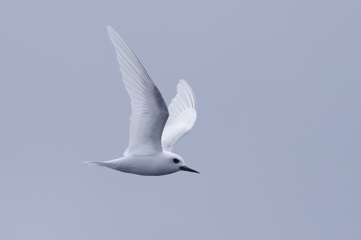 White Tern - ML640648018