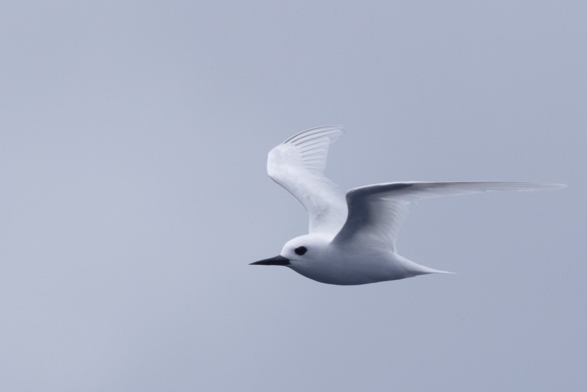 White Tern - ML640648019