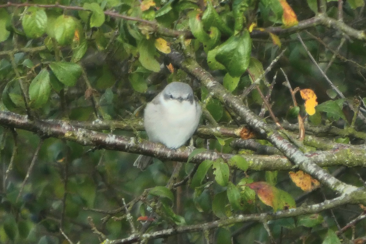 Lesser Whitethroat - ML640648032