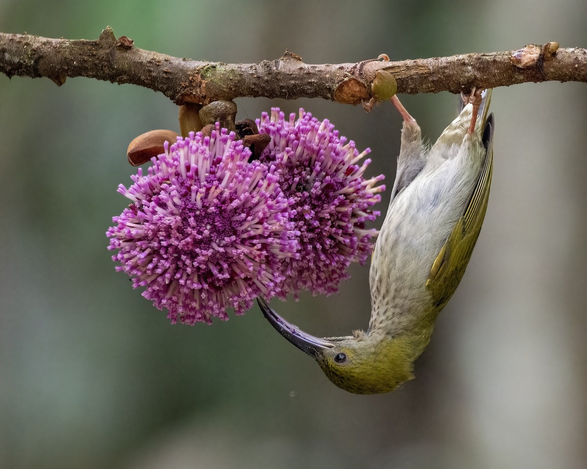 Gray-breasted Spiderhunter - ML640648058