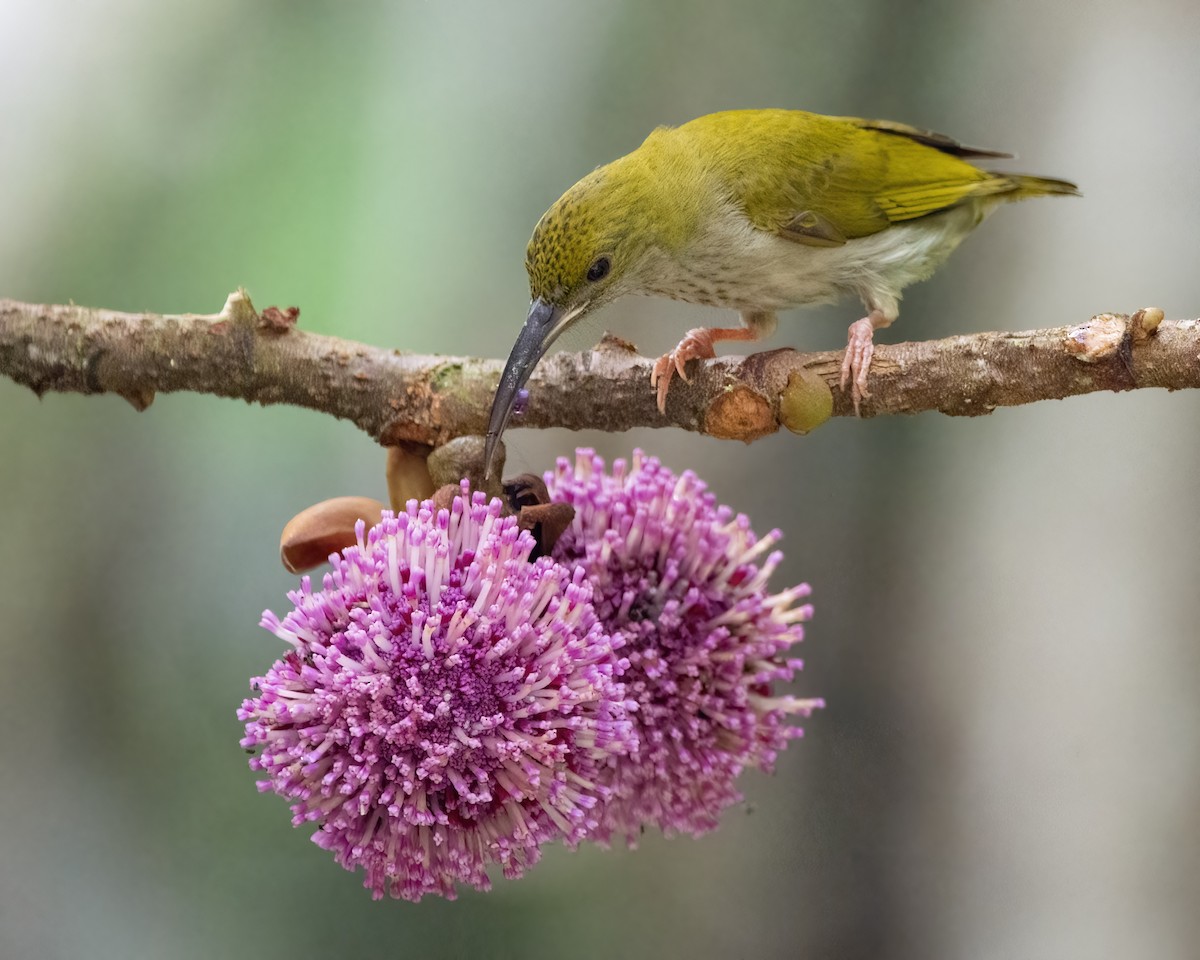 Gray-breasted Spiderhunter - ML640648059