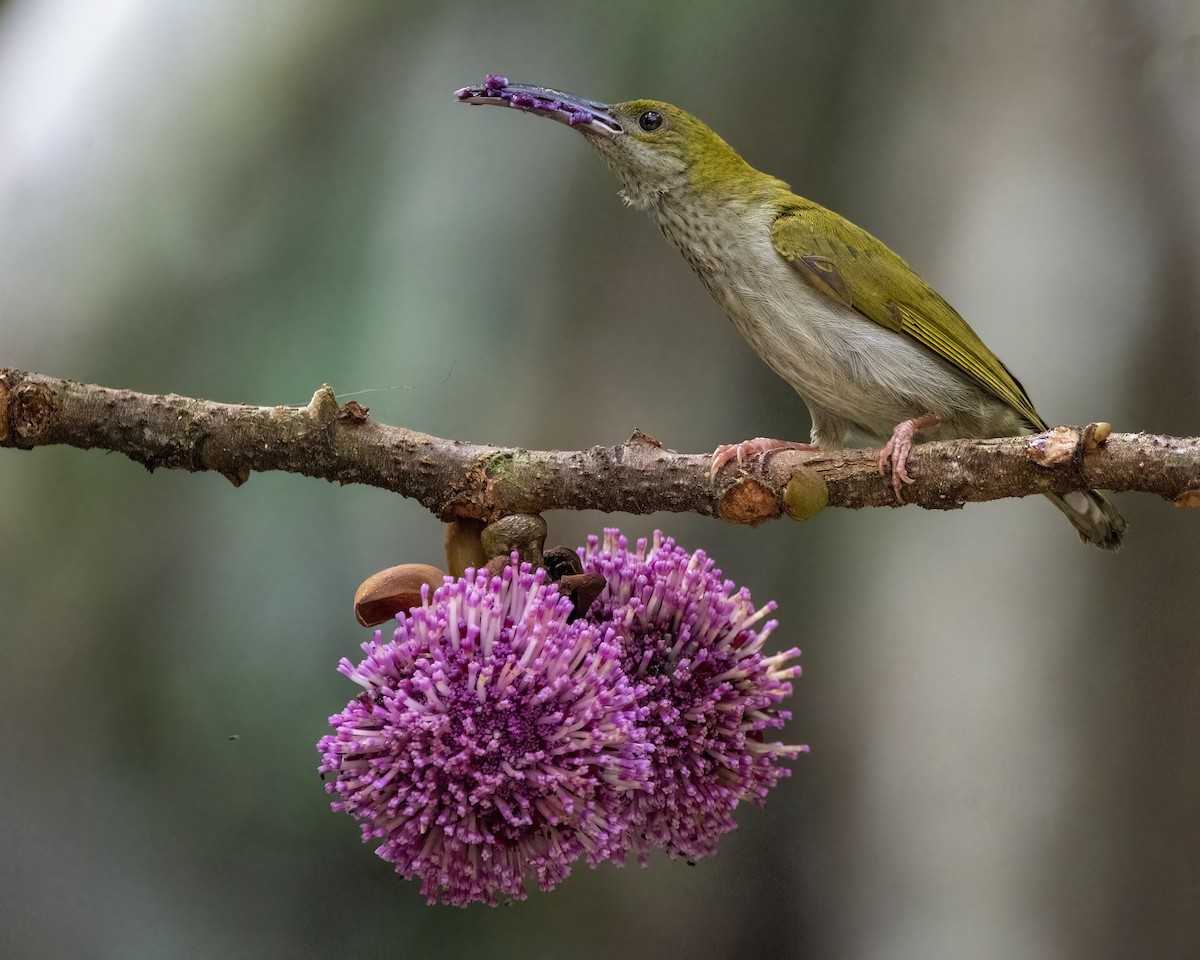 Gray-breasted Spiderhunter - ML640648062