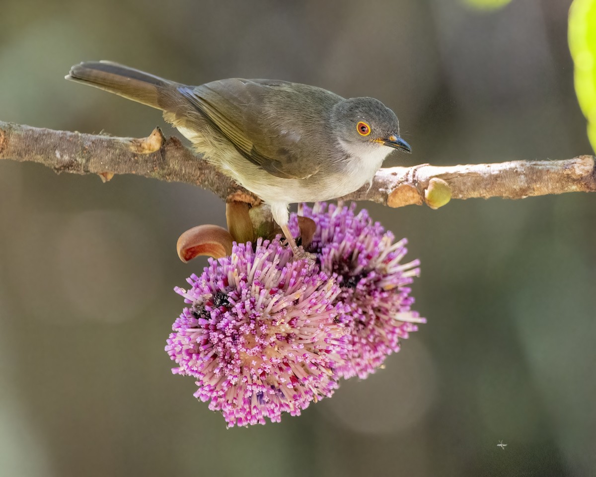 Spectacled Bulbul - ML640648090