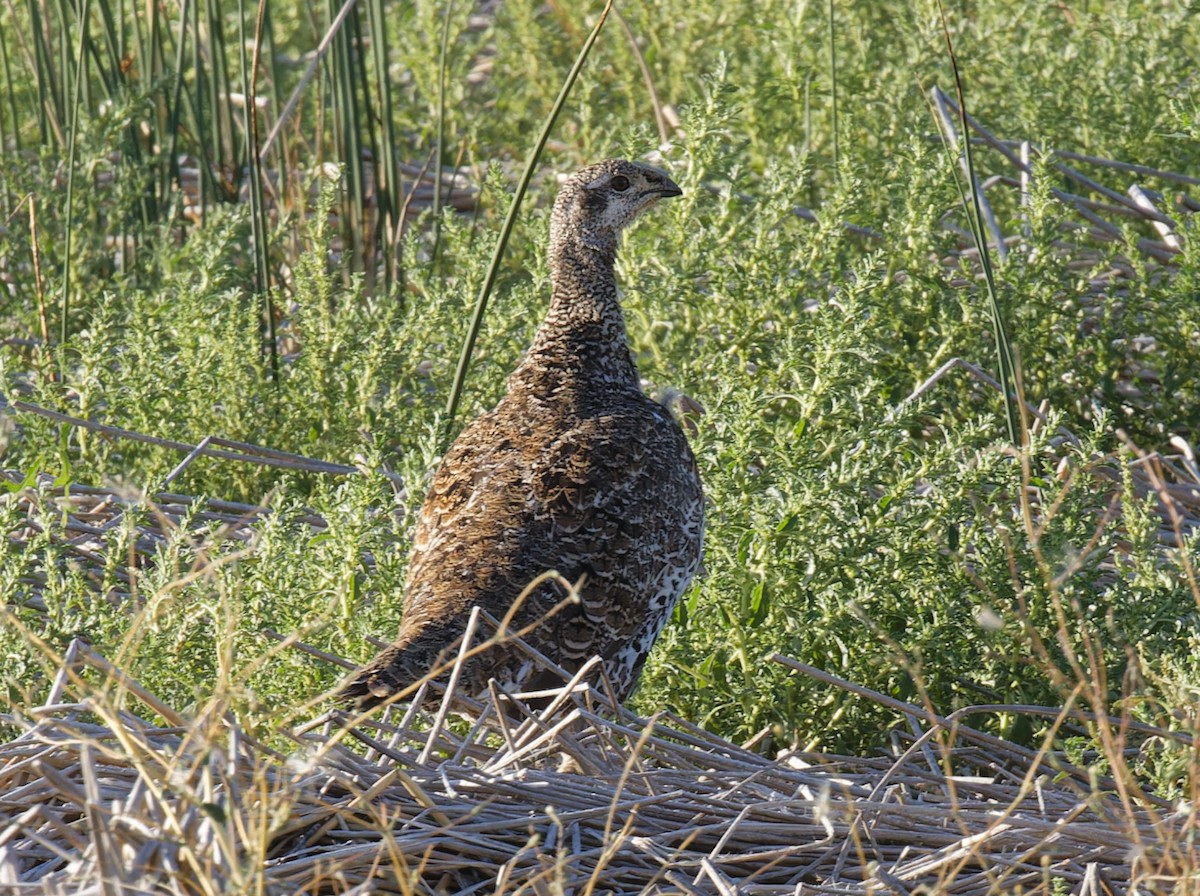 Greater Sage-Grouse - ML640648116