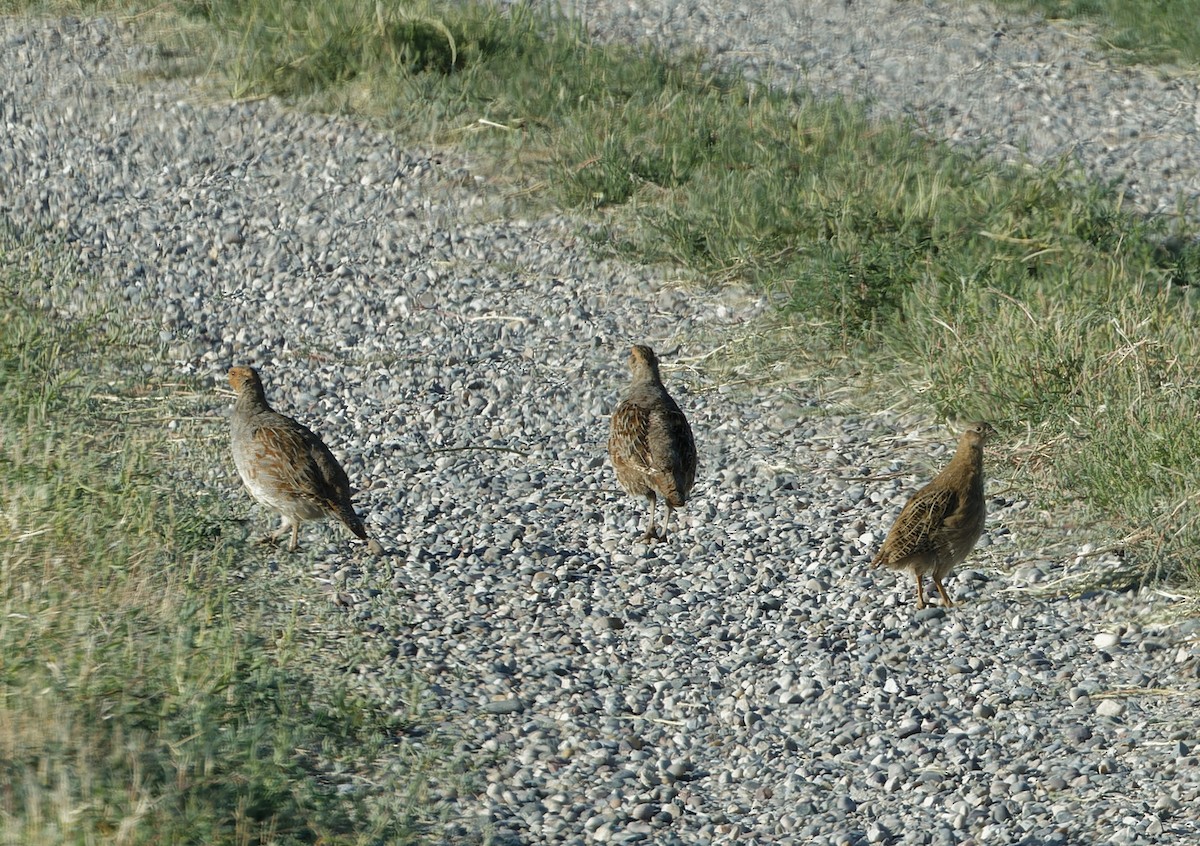 Gray Partridge - ML640648123