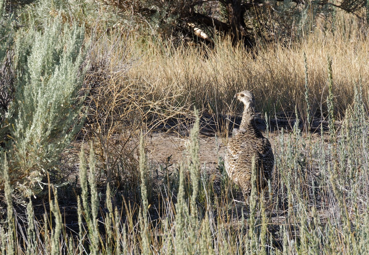 Greater Sage-Grouse - ML640648143