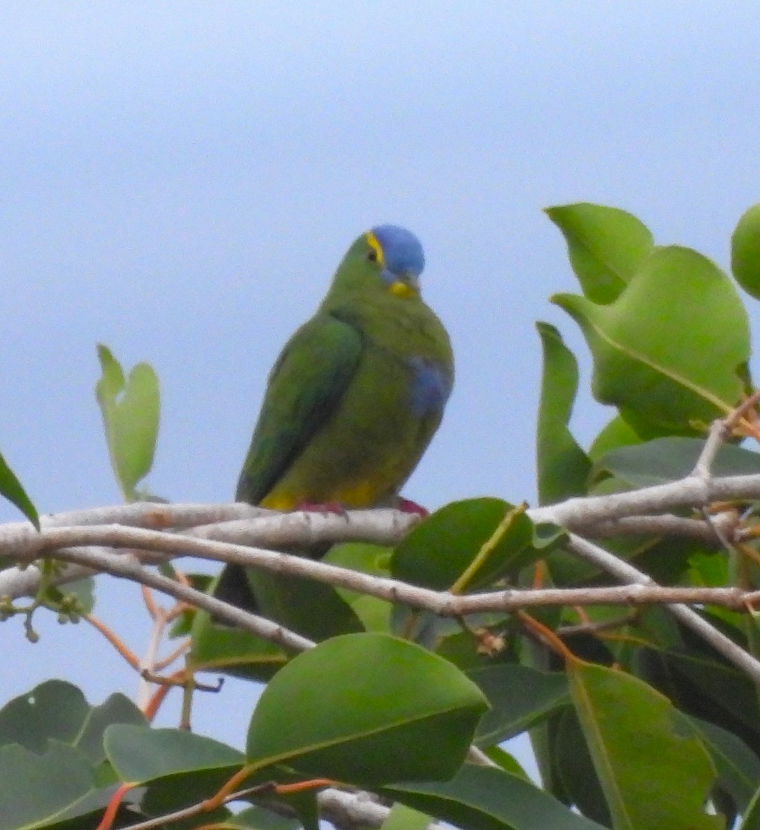 Blue-capped Fruit-Dove - ML640648168