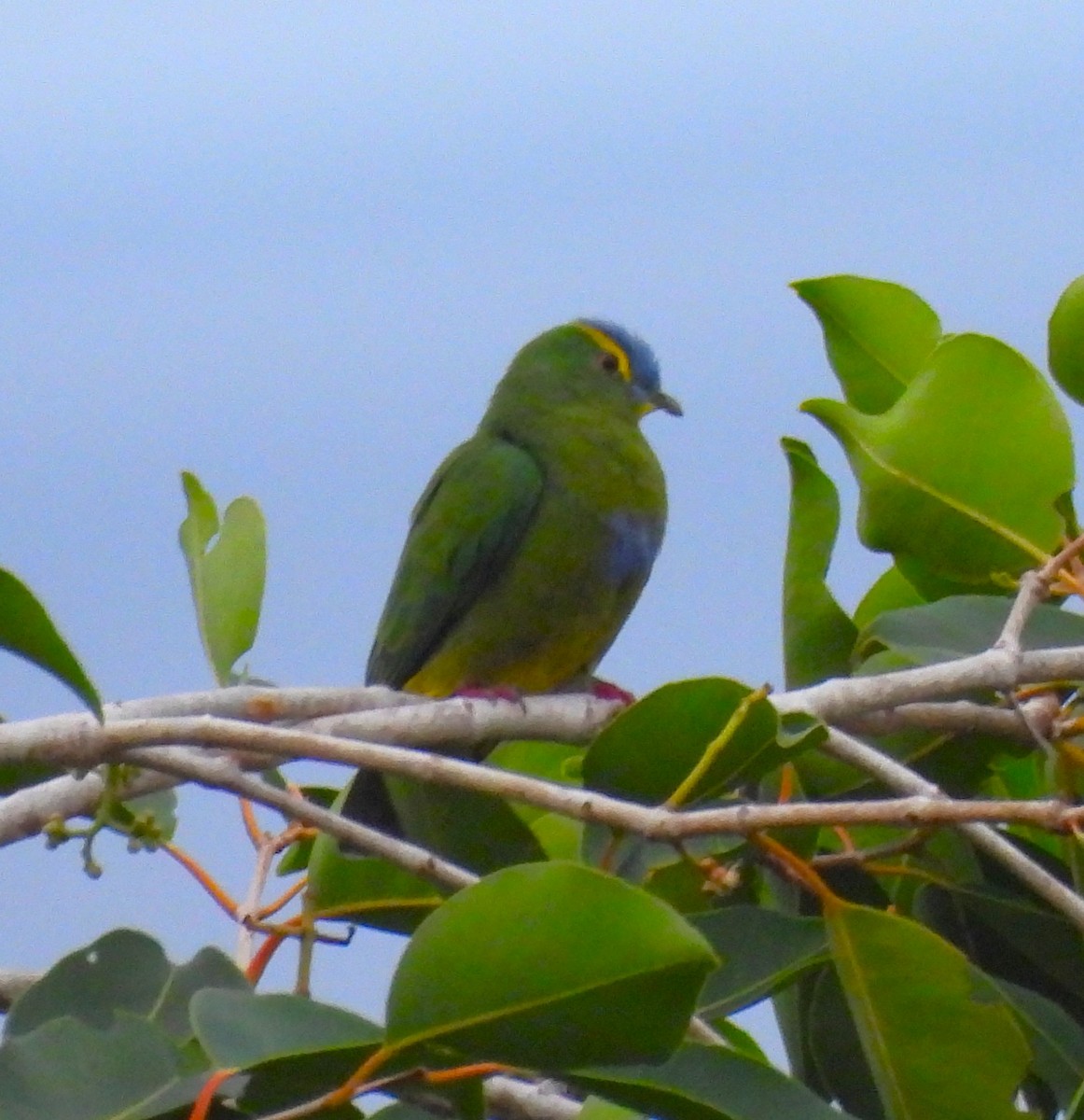 Blue-capped Fruit-Dove - ML640648169