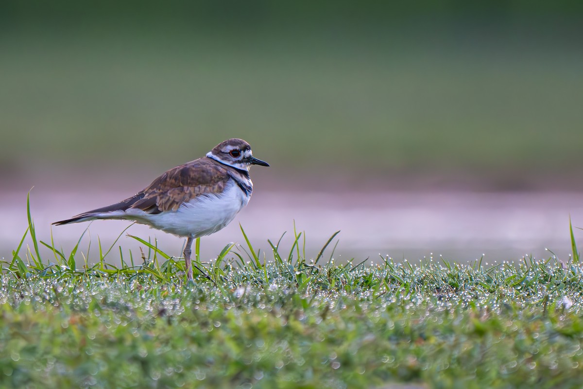 Killdeer - ML640648177