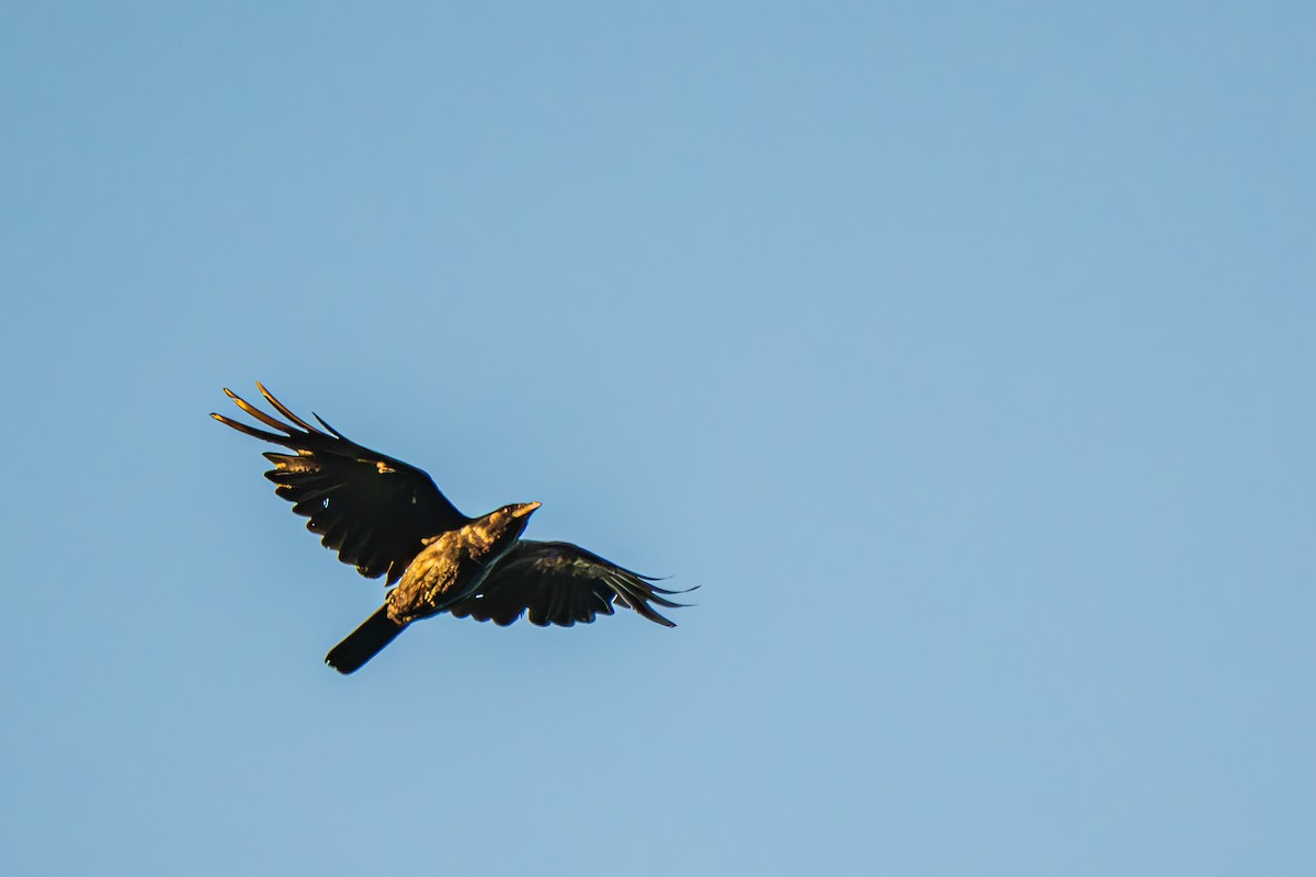 Fish Crow - ML640648188