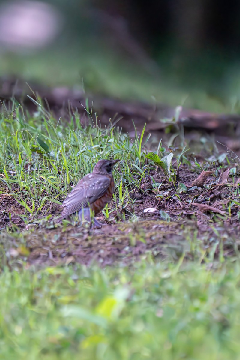 American Robin - ML640648198