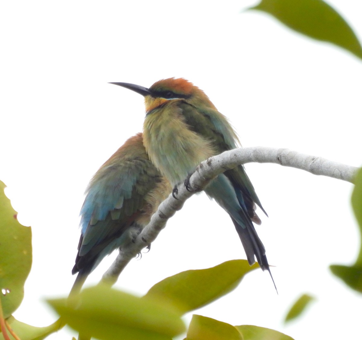 Rainbow Bee-eater - ML640648209