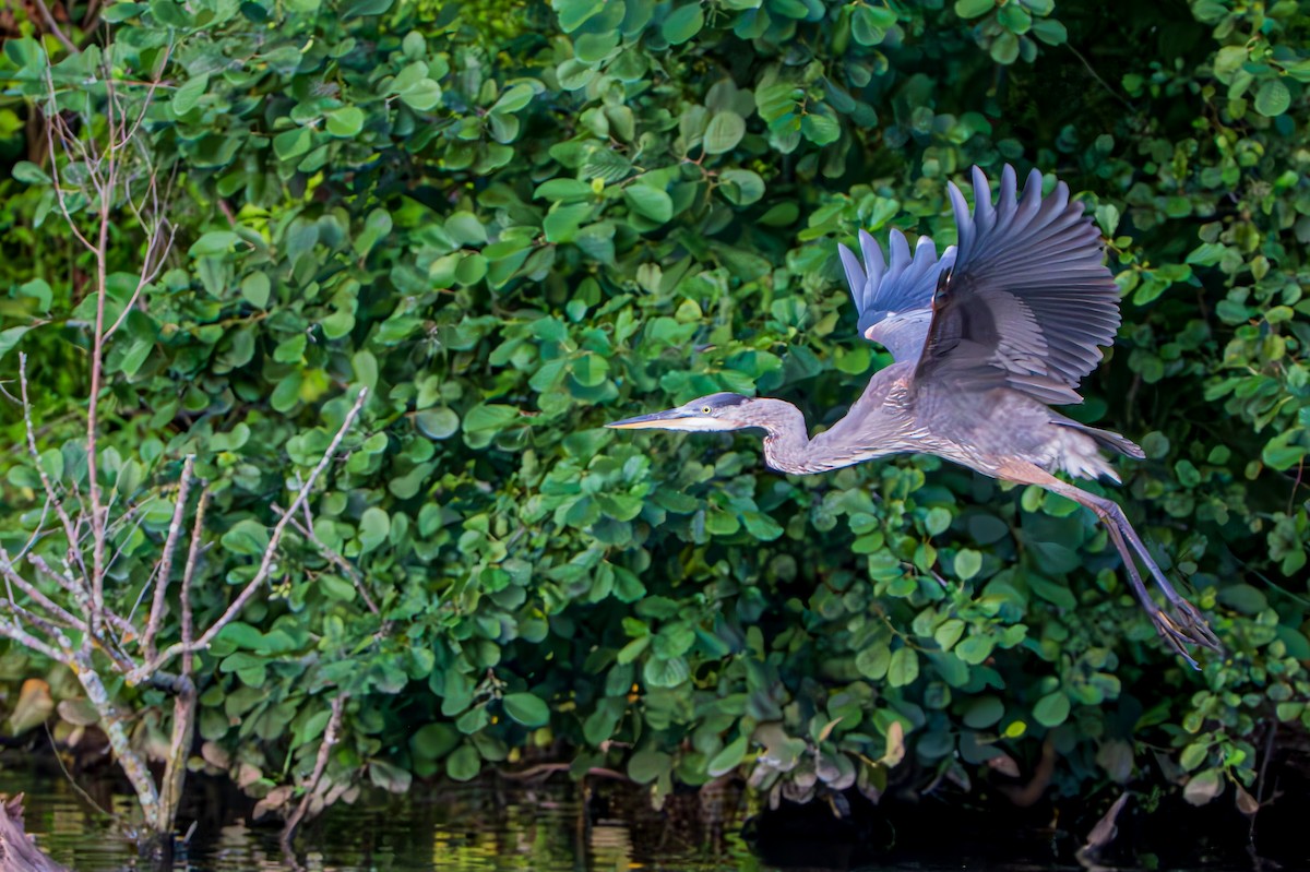 Great Blue Heron (Great Blue) - ML640648213