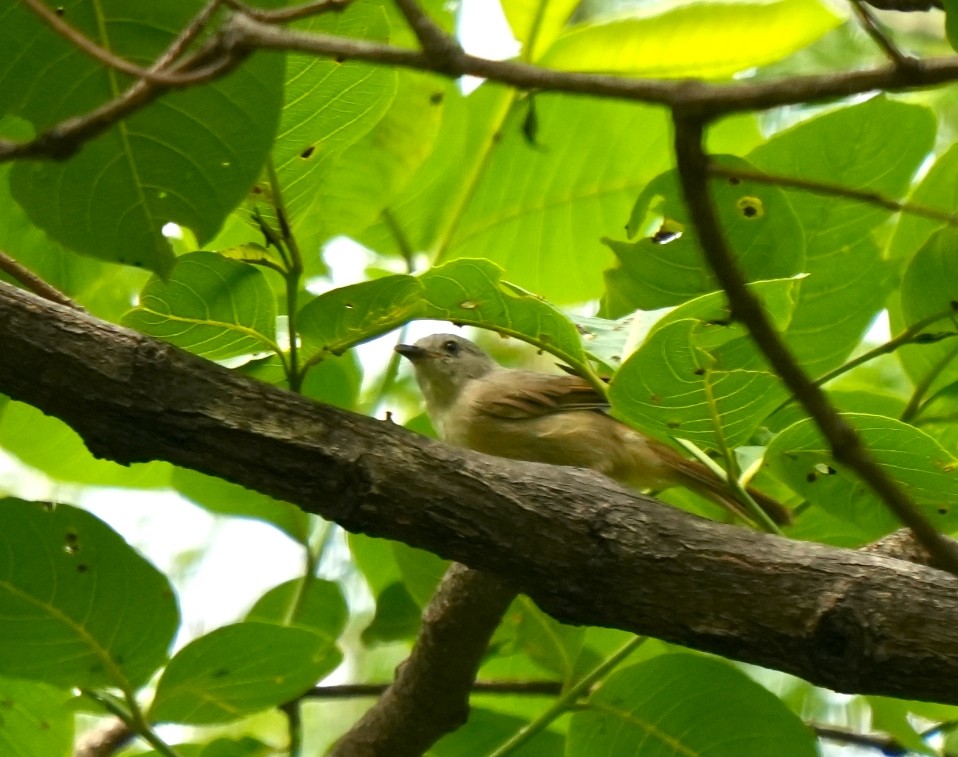 Альципа сіроголова - ML640648223