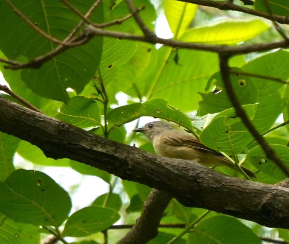 Альципа сіроголова - ML640648224