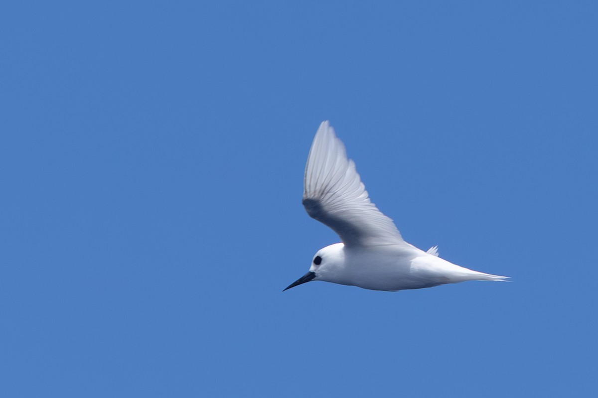 White Tern - ML640648235