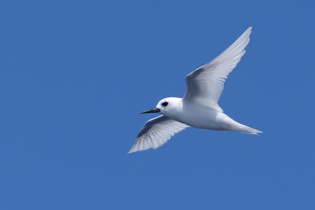 White Tern - ML640648236