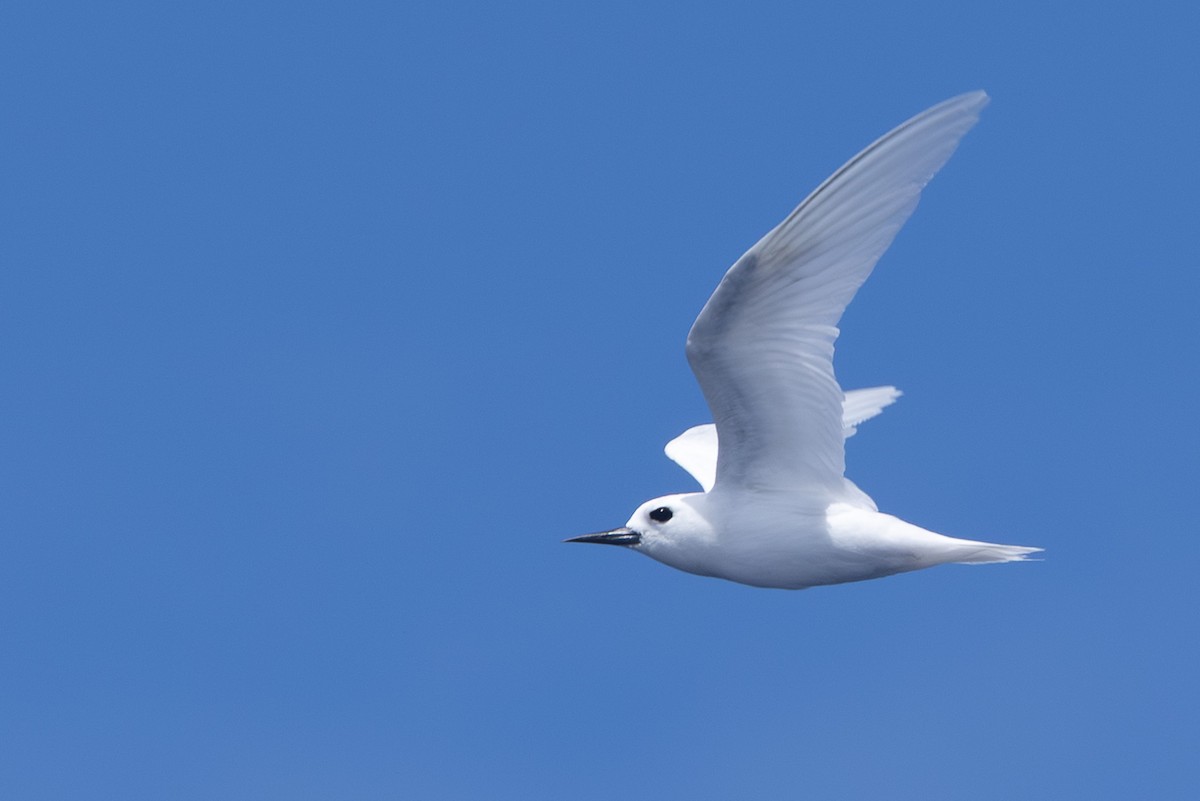 White Tern - ML640648237