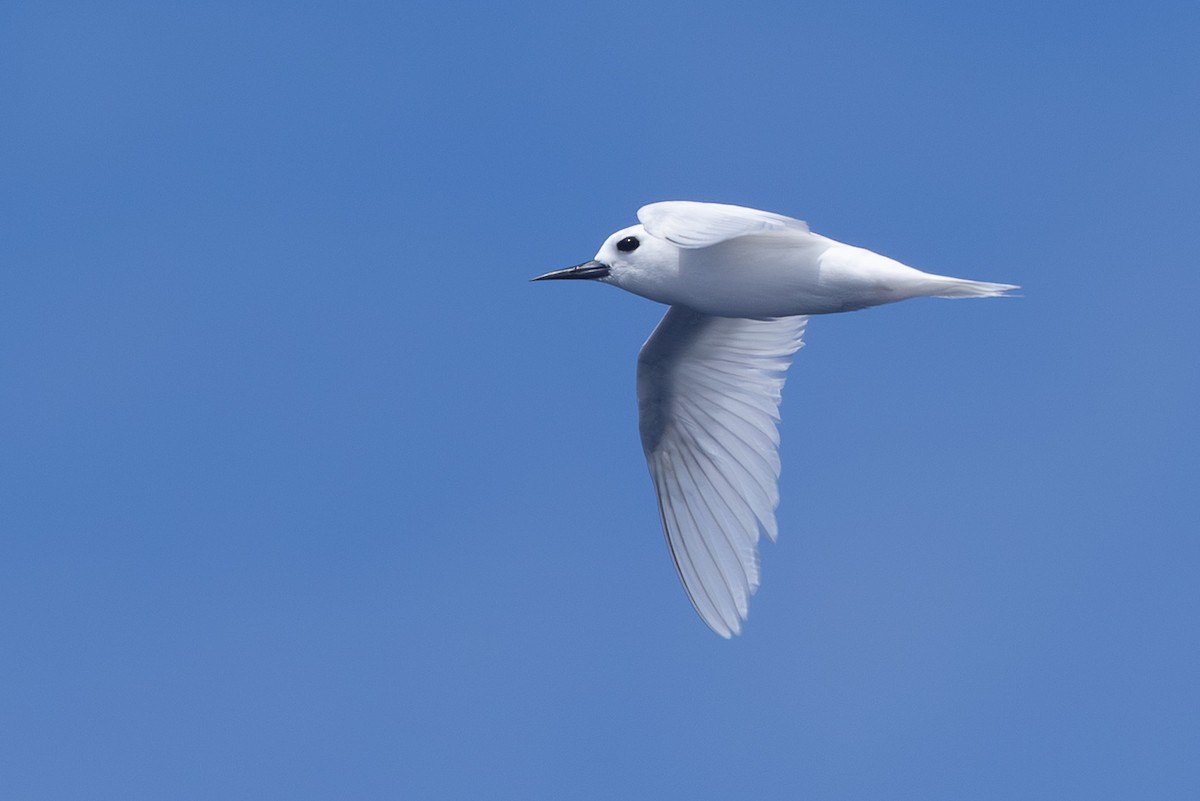 White Tern - ML640648238