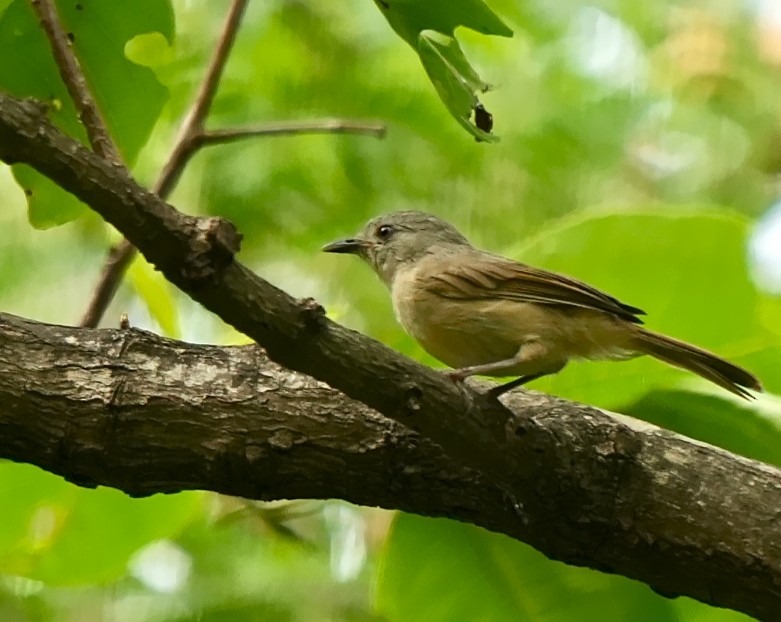 Альципа сіроголова - ML640648240