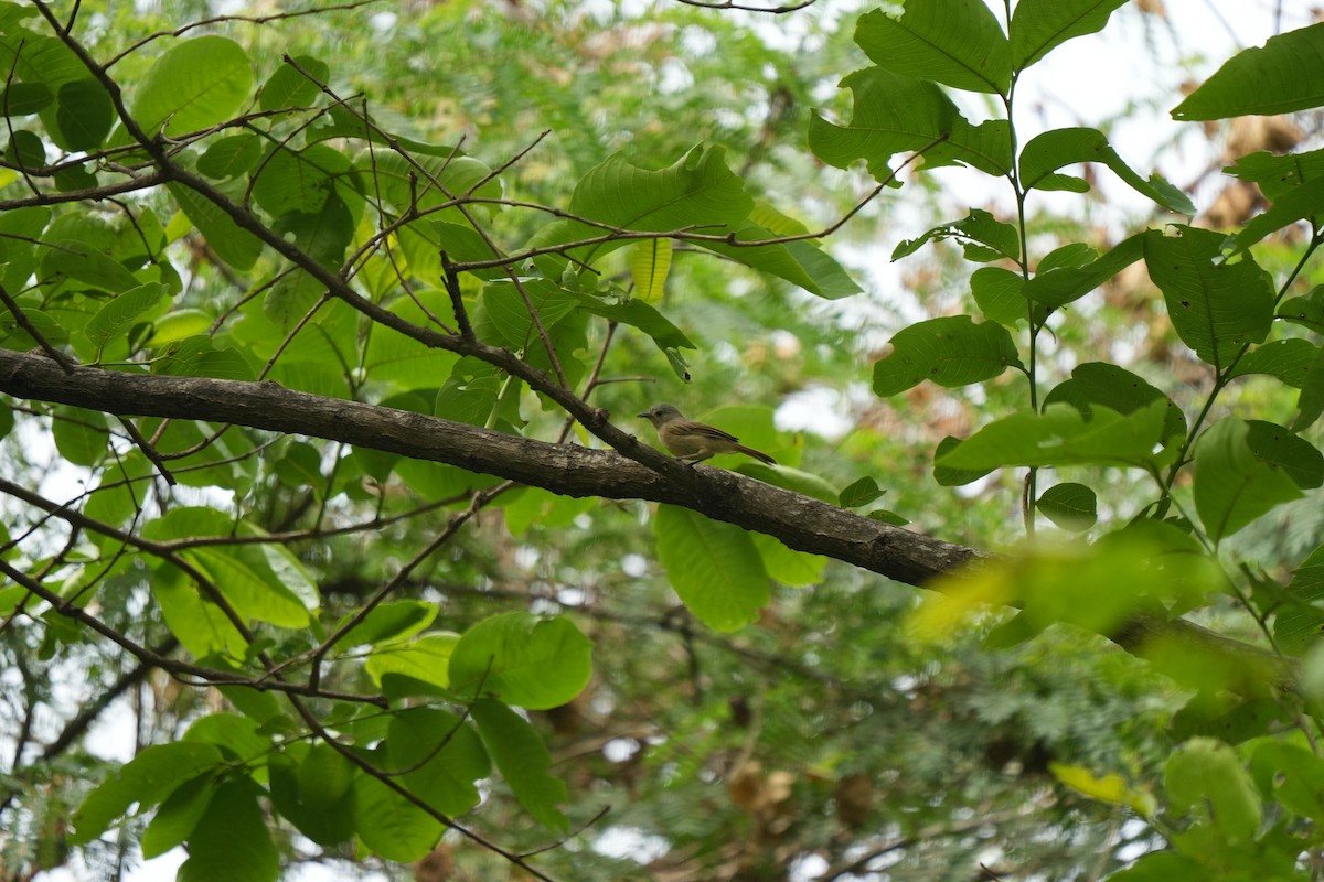 Альципа сіроголова - ML640648243