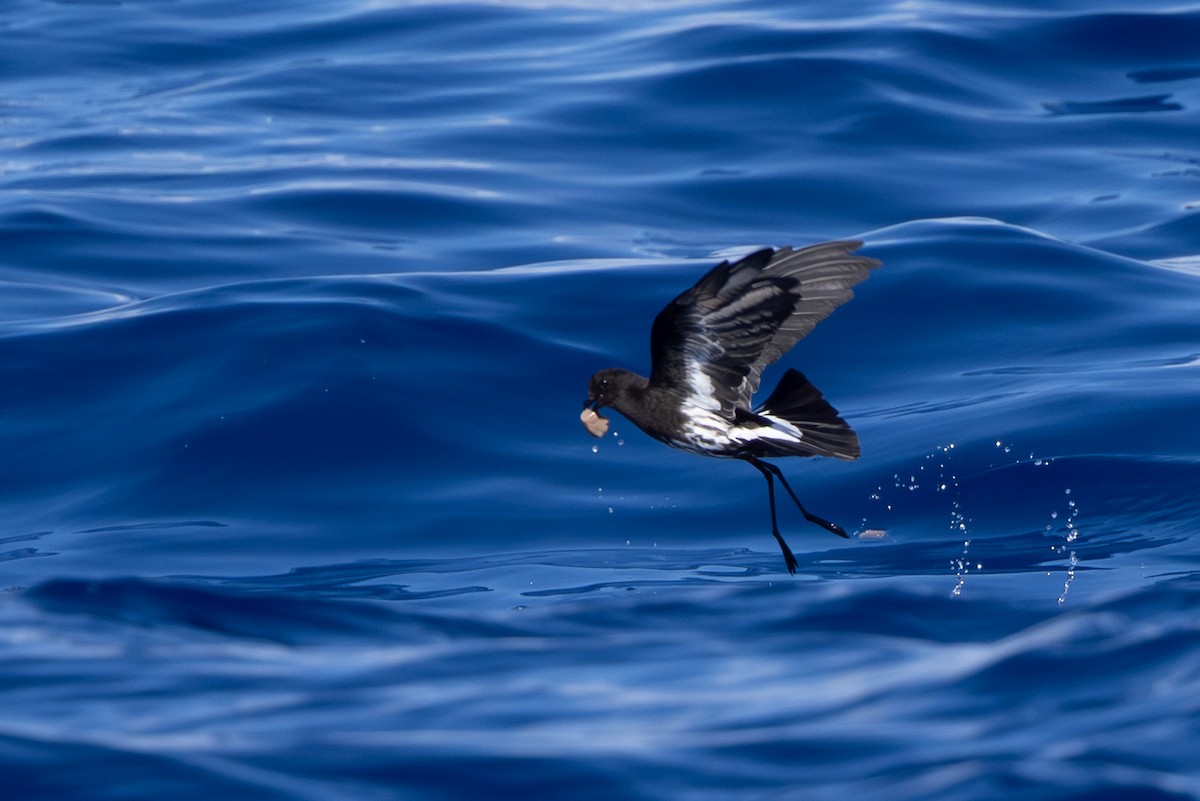 New Caledonian Storm-Petrel - ML640648249
