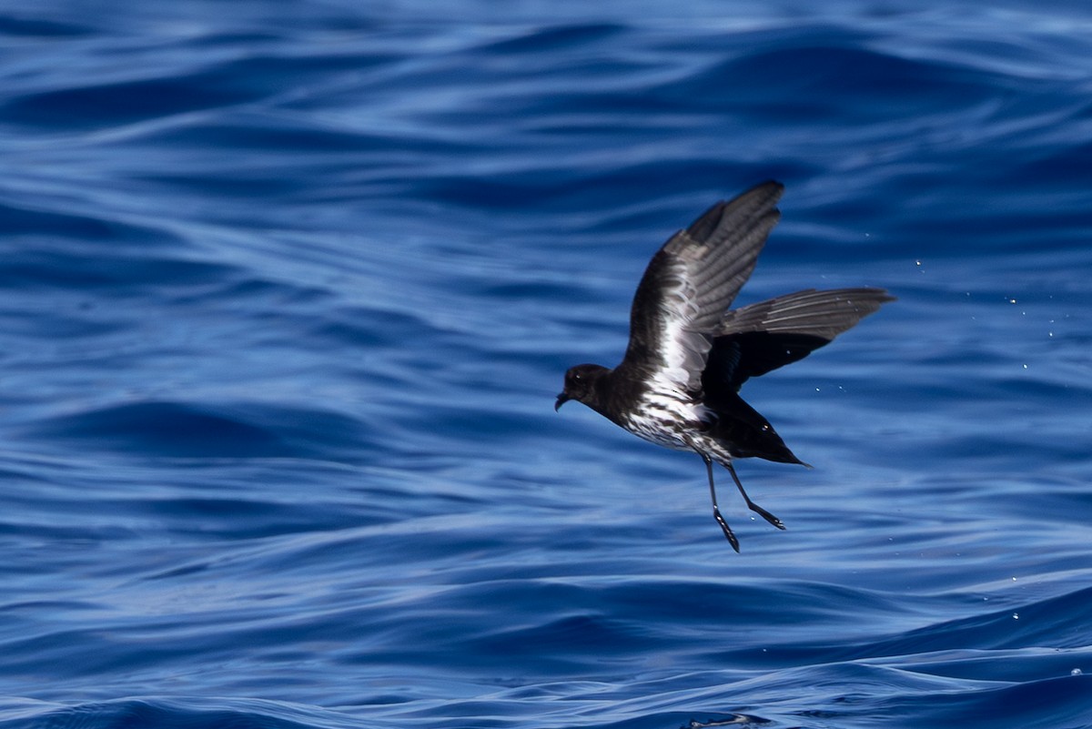 New Caledonian Storm-Petrel - ML640648253