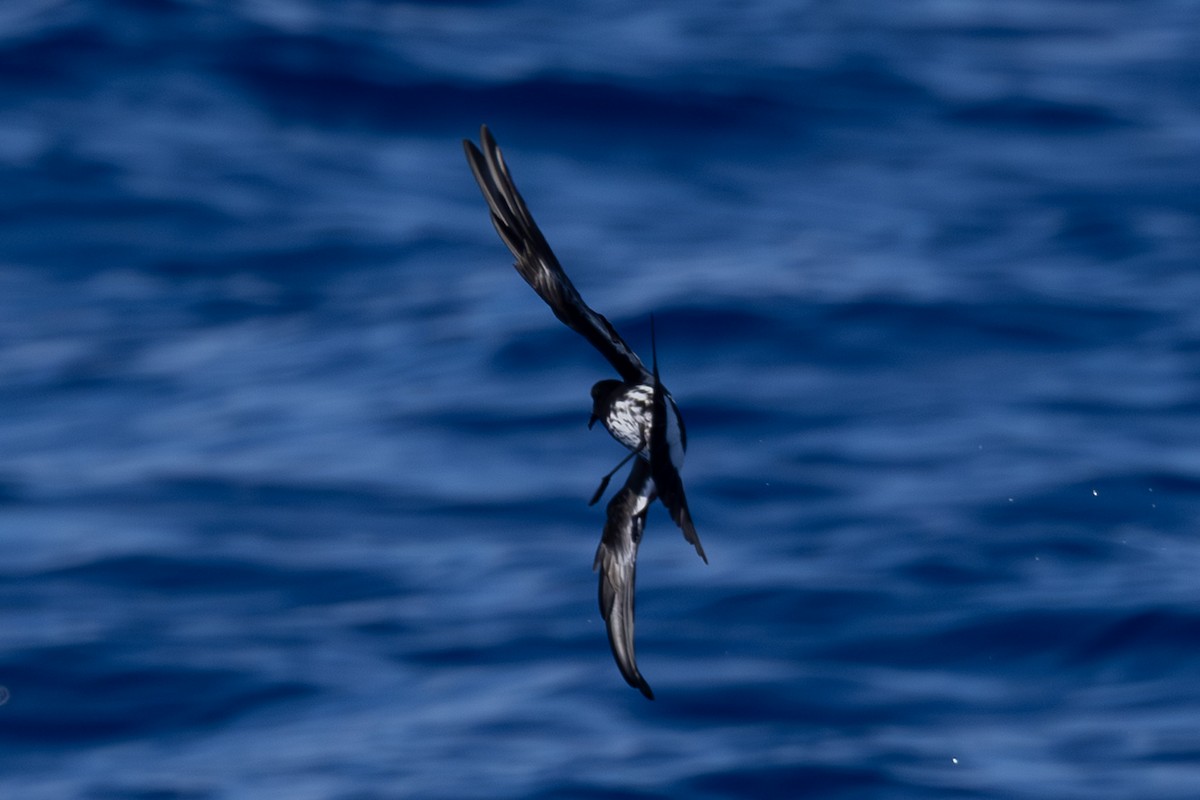 New Caledonian Storm-Petrel - ML640648255