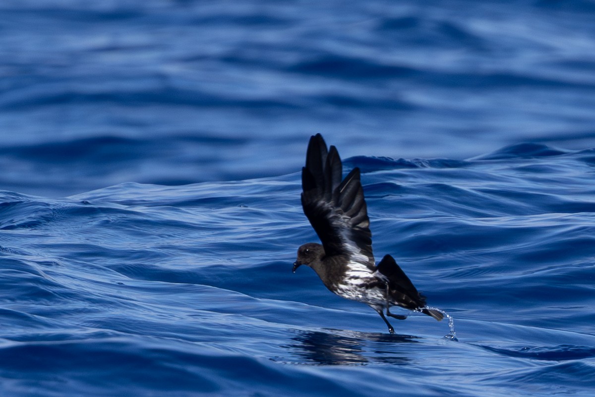 New Caledonian Storm-Petrel - ML640648256