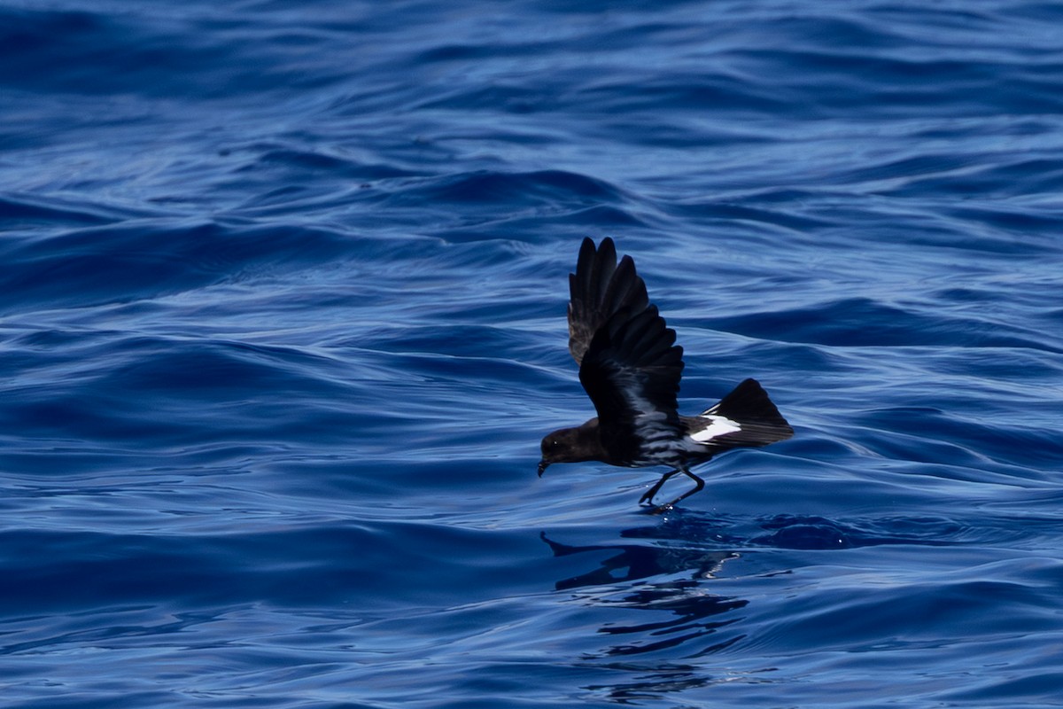 New Caledonian Storm-Petrel - ML640648259