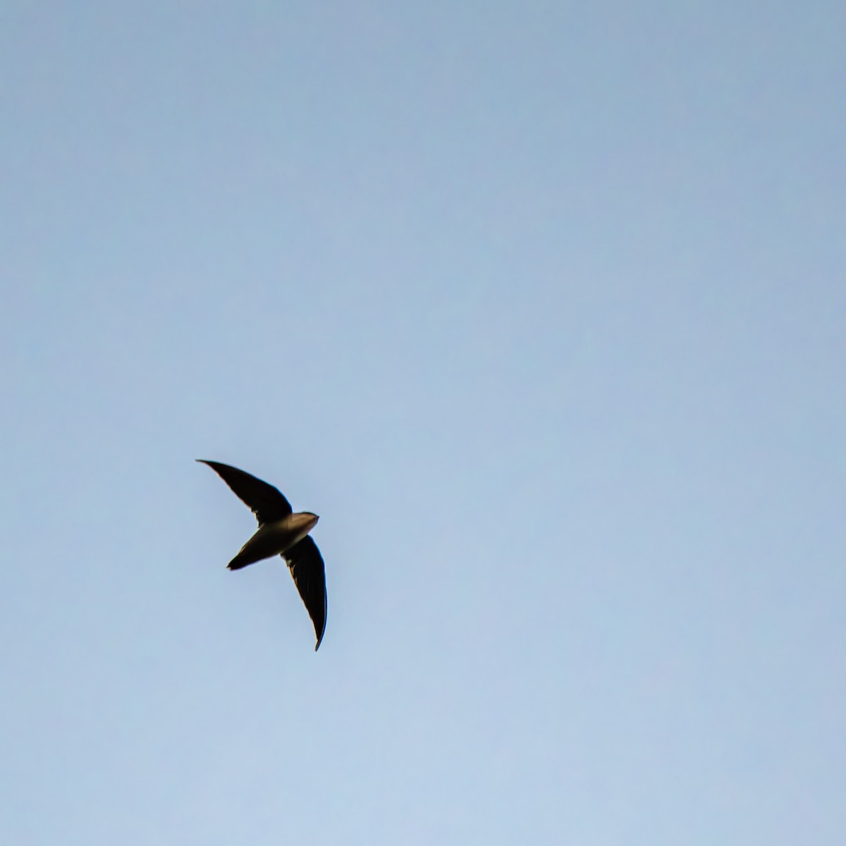 Chimney Swift - ML640648289