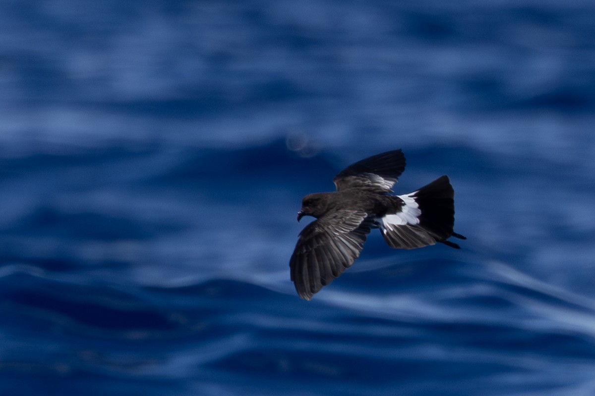New Caledonian Storm-Petrel - ML640648333