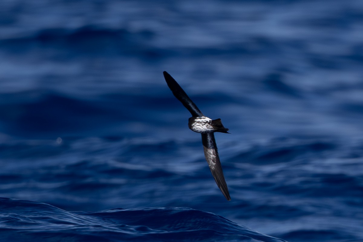 New Caledonian Storm-Petrel - ML640648340