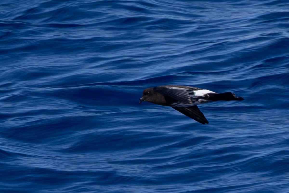 New Caledonian Storm-Petrel - ML640648341