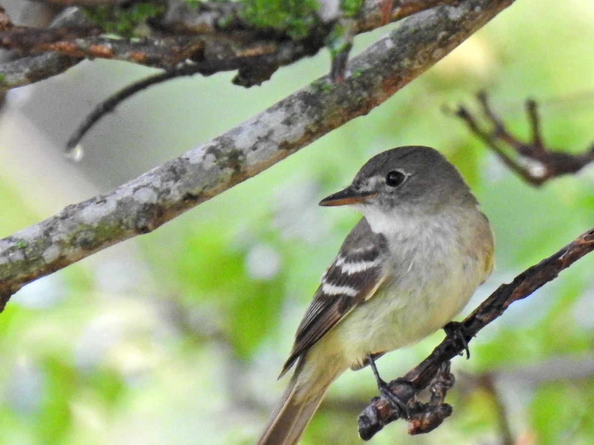 Піві-малюк вільховий - ML640648478