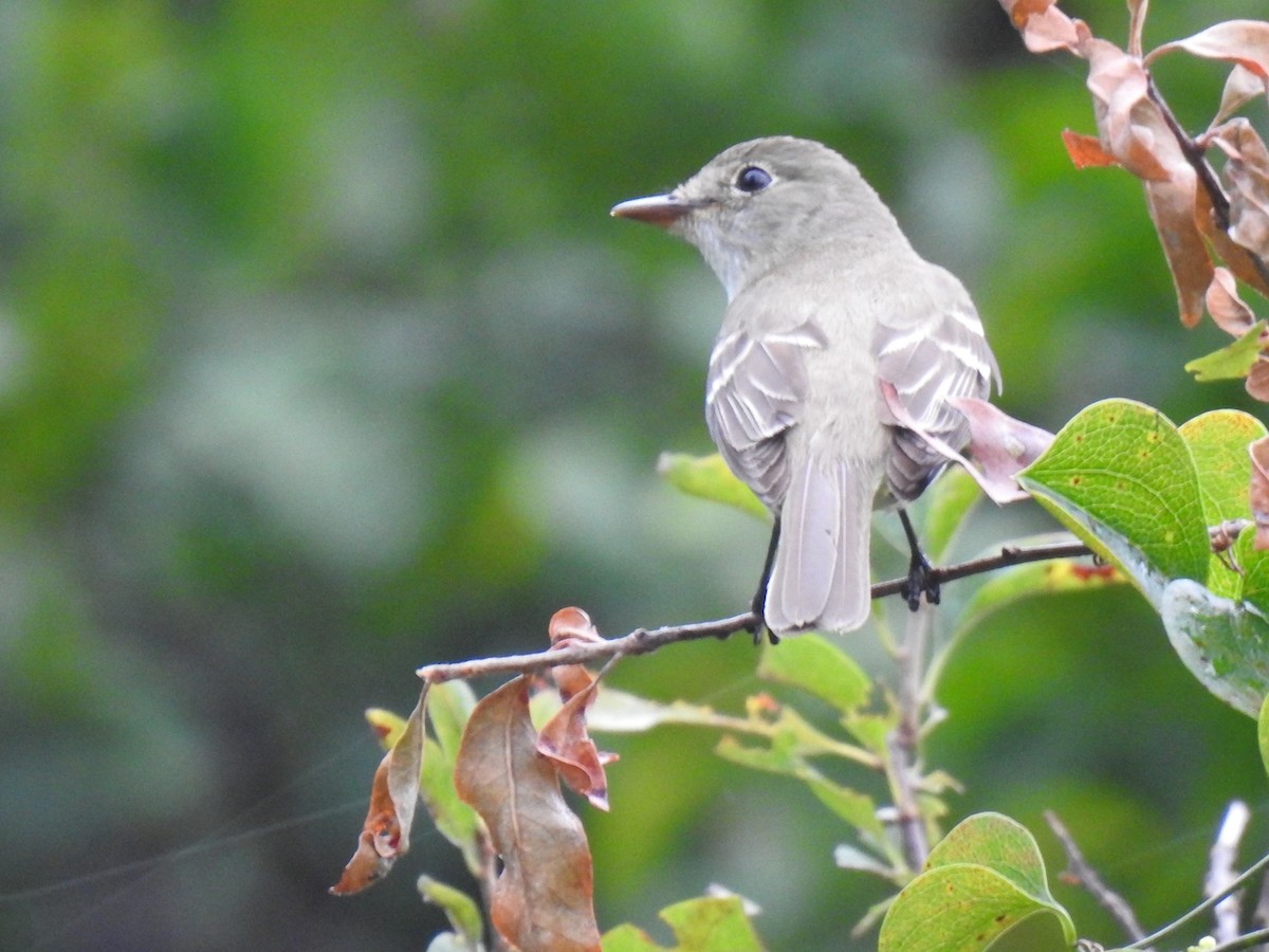 Піві-малюк вільховий - ML640648479