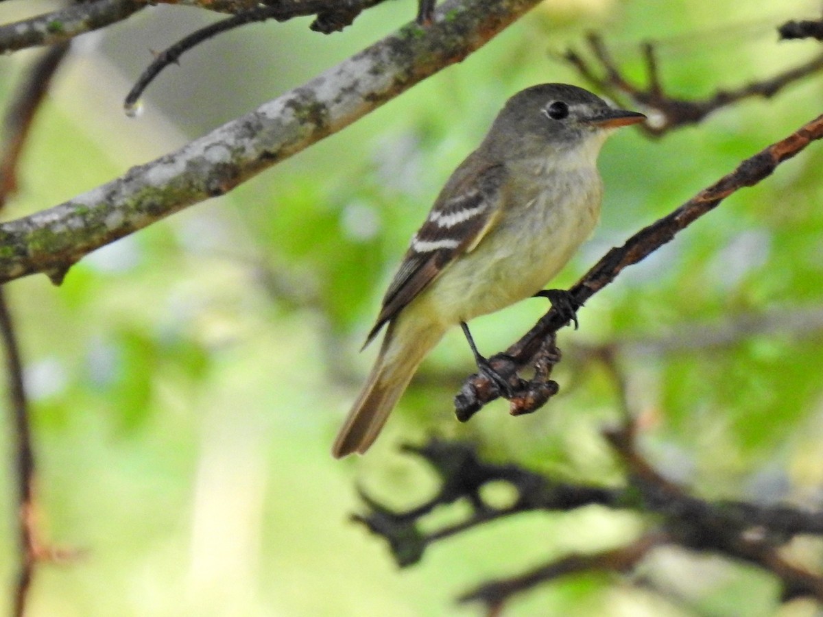 Піві-малюк вільховий - ML640648480